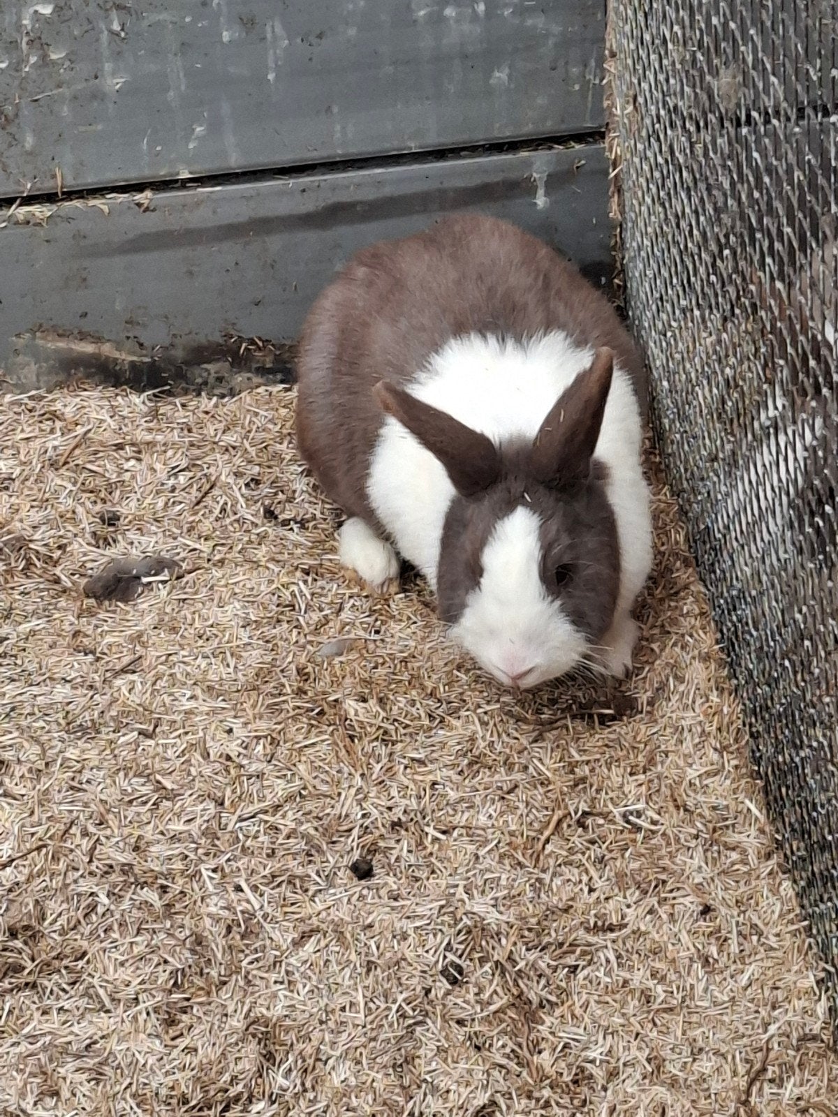 Mooie voedster, Dieren en Toebehoren, Konijnen, Vrouwelijk