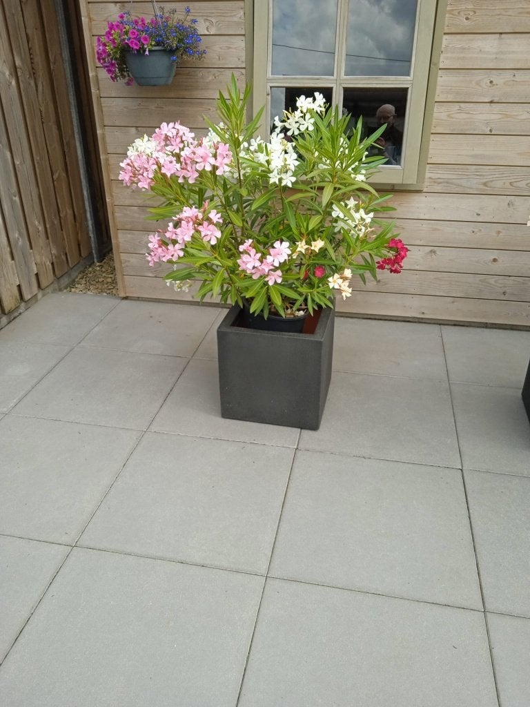 Buitenplanten, Volle zon, Vaste plant, Zomer, Ophalen