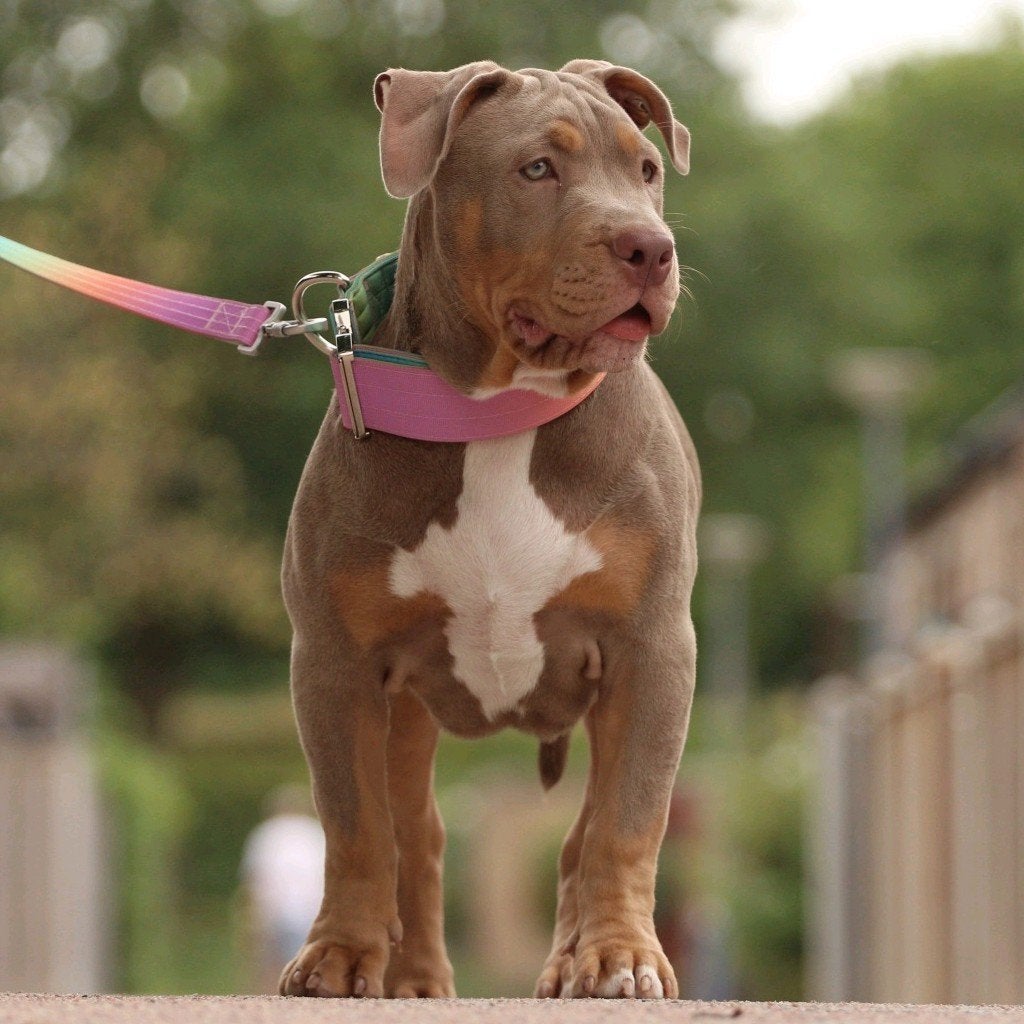 American Bully teefje *ABKC mag haar nest verlaten, Dieren en Toebehoren, Parvo, 15 weken tot 1 jaar, Overige rassen, Teef
