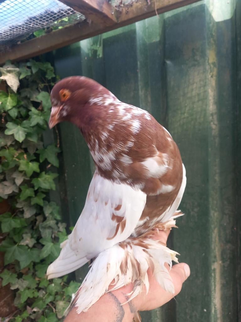 Hollandse kropper lokduif tilduif sierduif, Dieren en Toebehoren, Meerdere dieren, Kropper