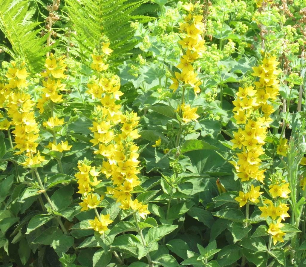 Vaste plant : Lysimachia Punctata 2  euro, Volle zon, Vaste plant, Zomer, Ophalen