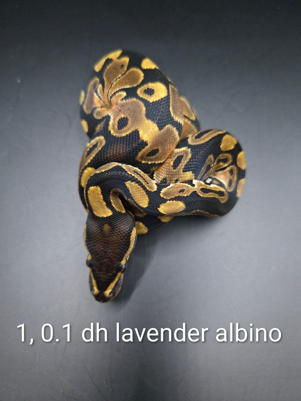 Nk26 lavender albino x DH lavender, Dieren en Toebehoren, Amfibie, 0 tot 2 jaar
