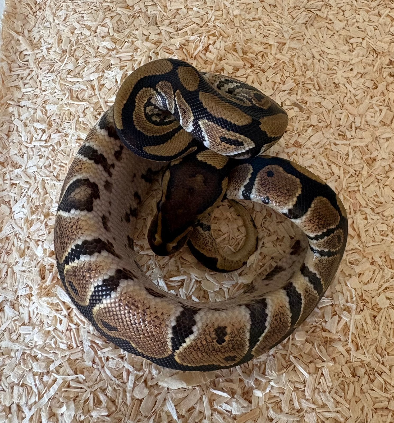Wildkleur dh DG Clown vrouw koningspython ballpython, Slang, 0 tot 2 jaar
