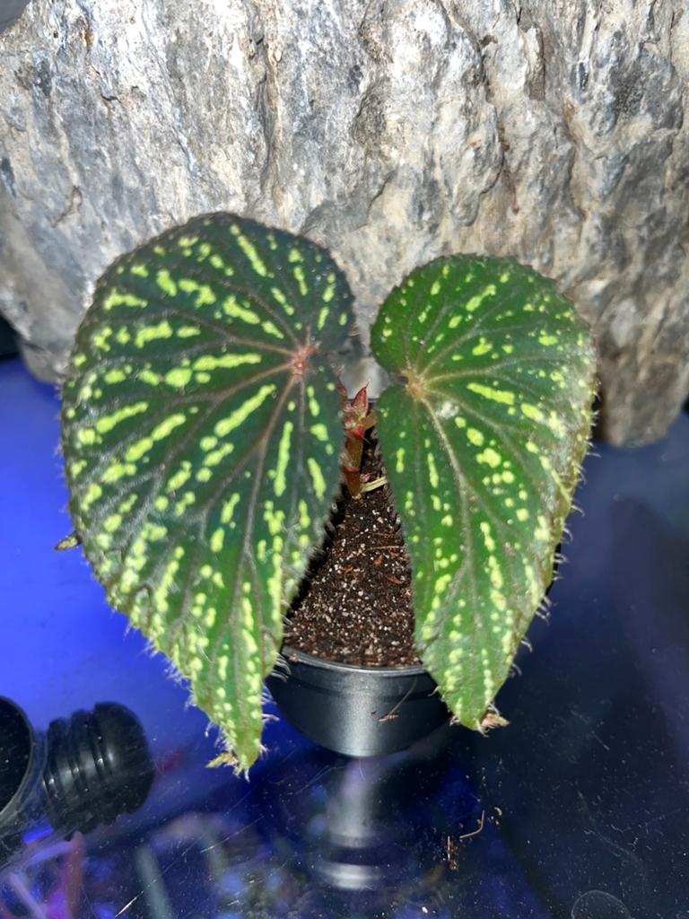 Begonia SP Kalimantan yellow stripe, Overige soorten, In pot, Minder dan 100 cm, Bloeiende kamerplant