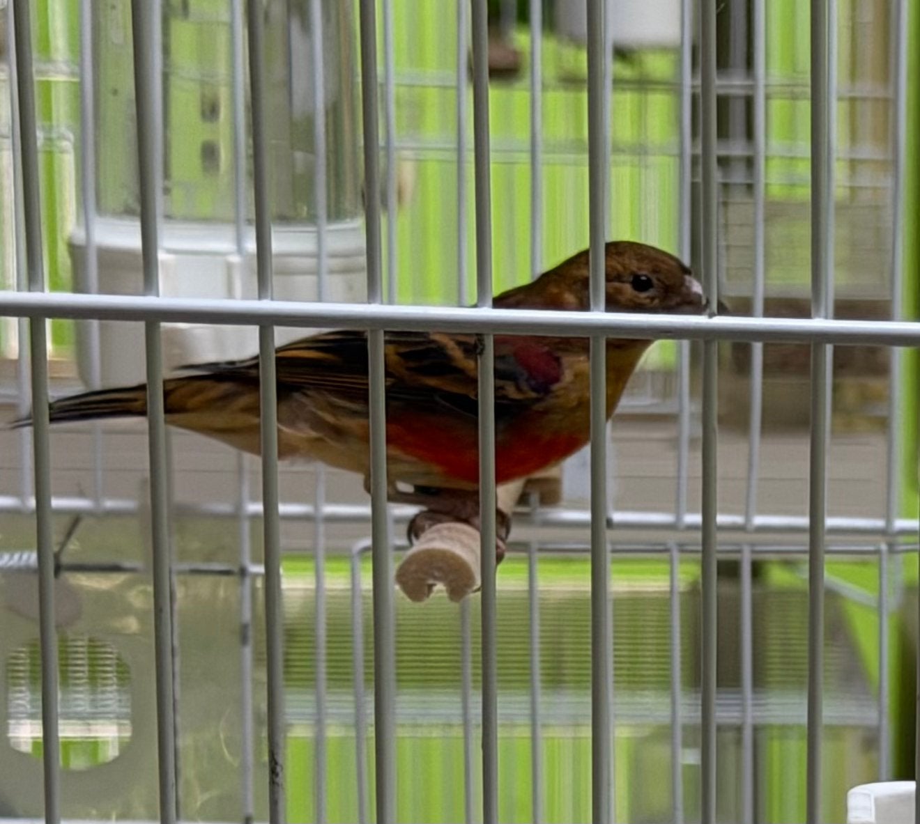 Bastaard Kapoeten Sijzen Man 2026 F1, Mannelijk, Wildzangvogel, Geringd