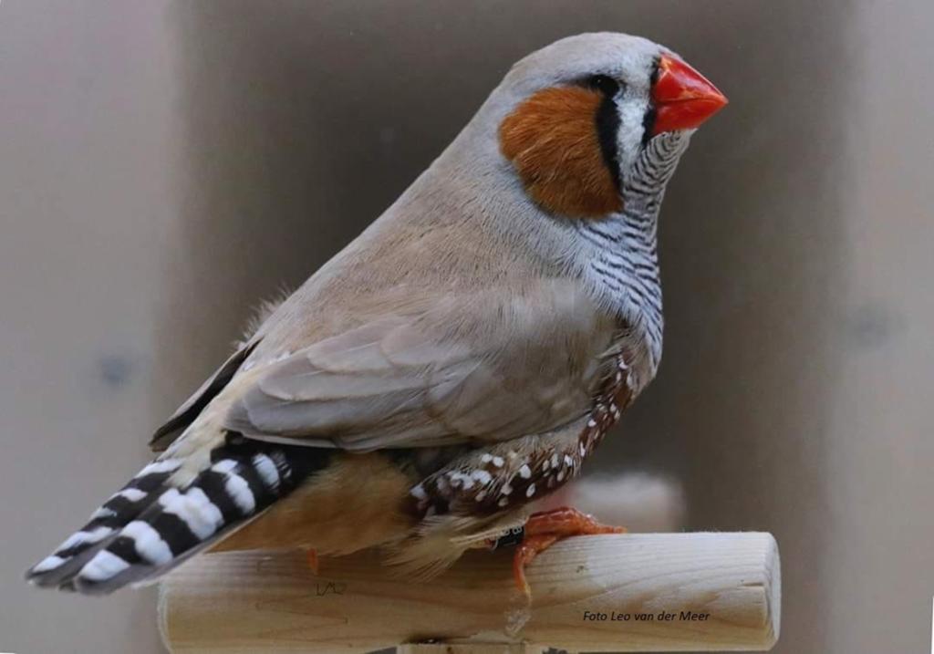 GEZOCHT: zebravink mannetje, Dieren en Toebehoren, Vogels | Overige Vogels, Meerdere dieren