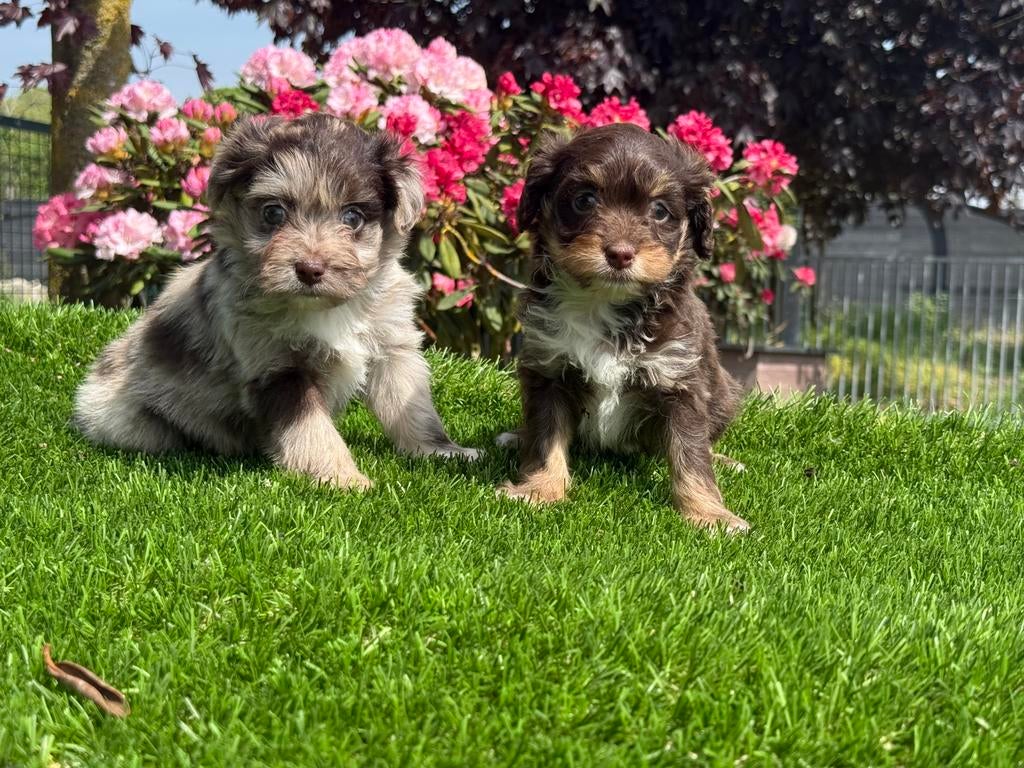 Te koop mooie choco tan en merle Boomer pups