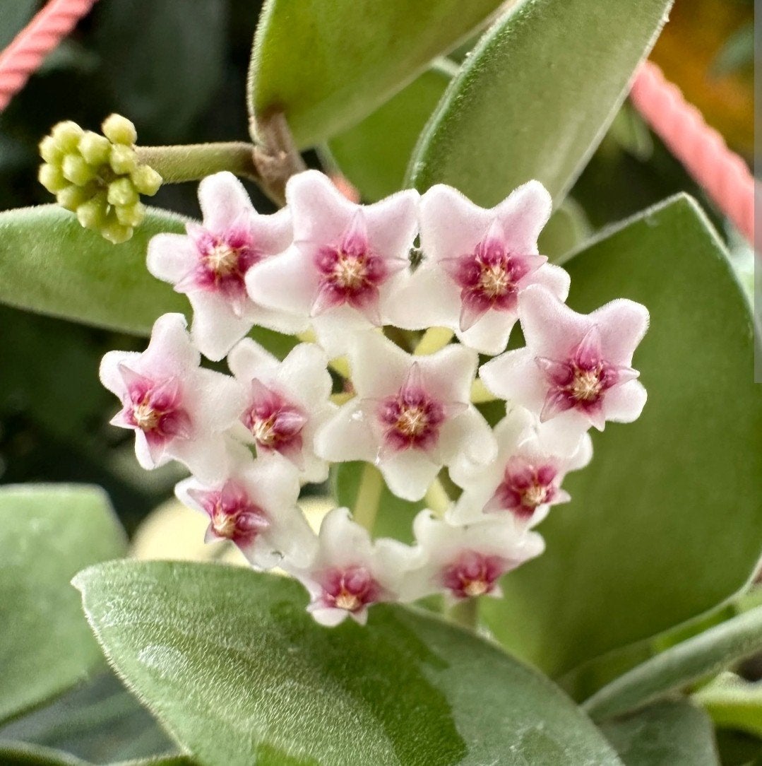 Hoya nummularioides, Ophalen of Verzenden, Overige soorten, Minder dan 100 cm