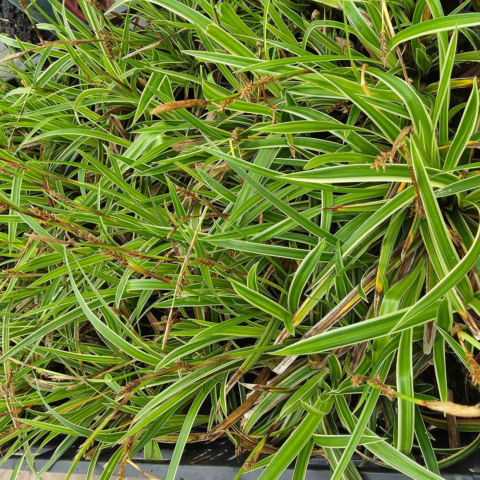 Carex Morrowii Siergras 10cm, Ophalen, Vaste plant, Siergrassen, Bloeit niet