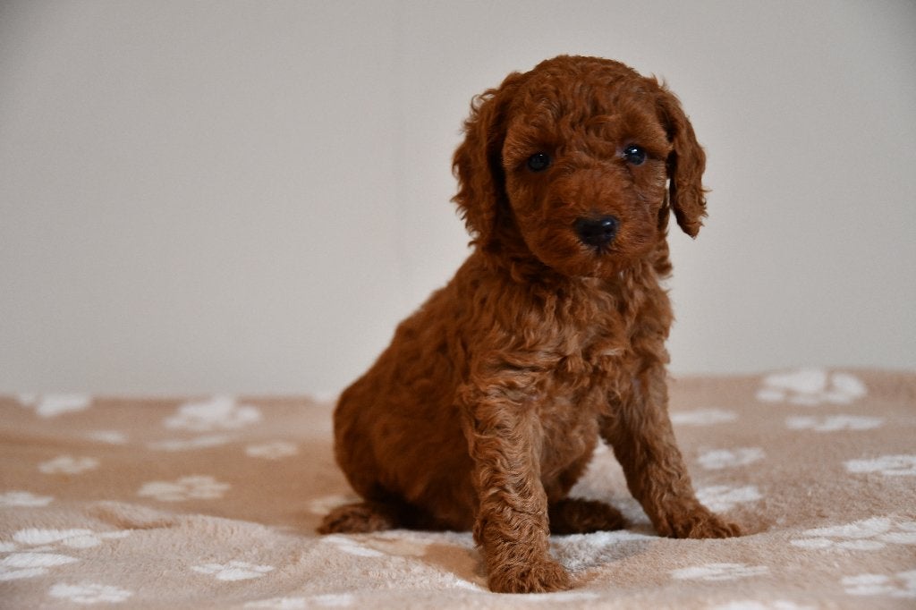 Schattige Rode Dwerg poedel pups uit geteste ouders, Poedel, Nederland, CDV (hondenziekte), 8 tot 15 weken