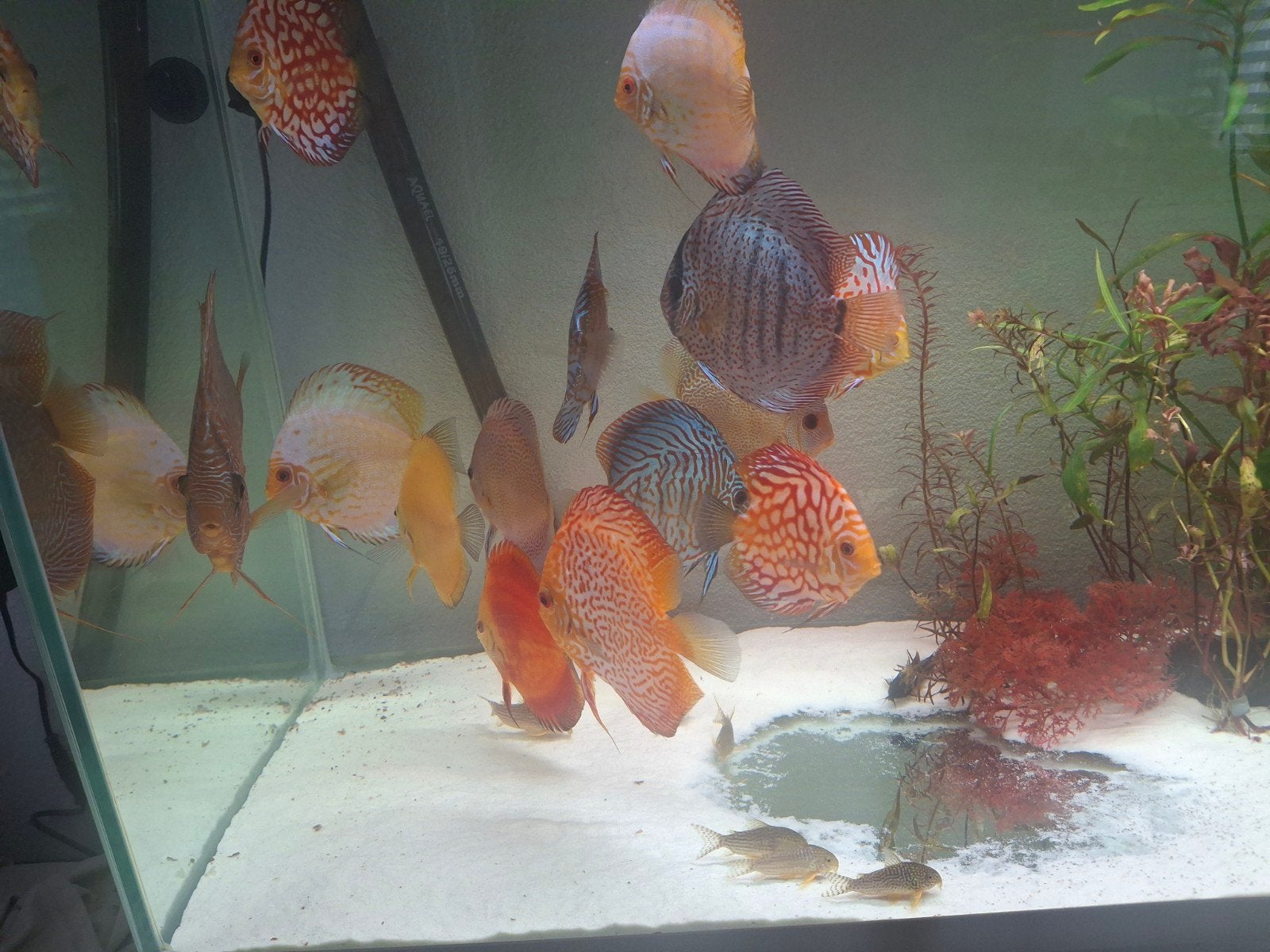 Discus vis vissen verschillenden soorten., Dieren en Toebehoren, Ophalen of Verzenden, Plant(en), Steen of Hout