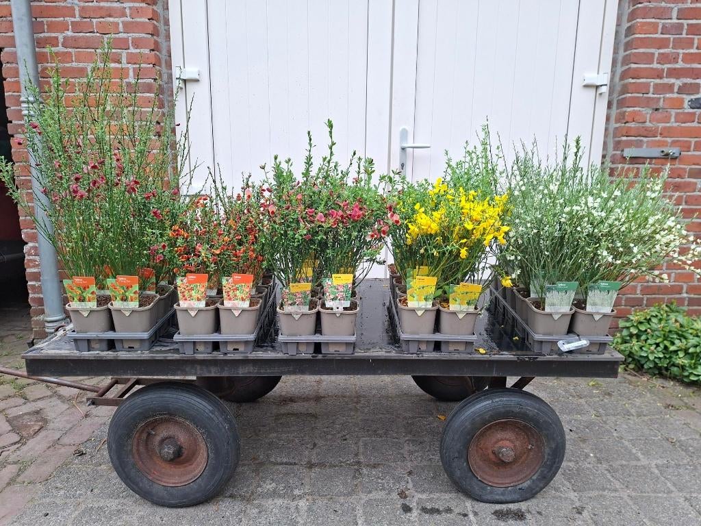 Mooie Bloeiende Cytisus (Brem) in pot!, Ophalen, Overige soorten, Volle zon