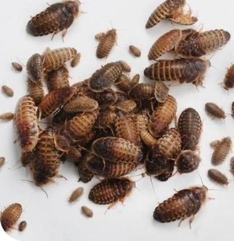 Dubia's, Dieren en Toebehoren, Insecten en Spinnen, Mieren
