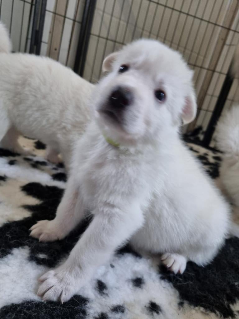 Zwitserse witte herder puppy's, 8 tot 15 weken, Parvo, Meerdere, Meerdere dieren