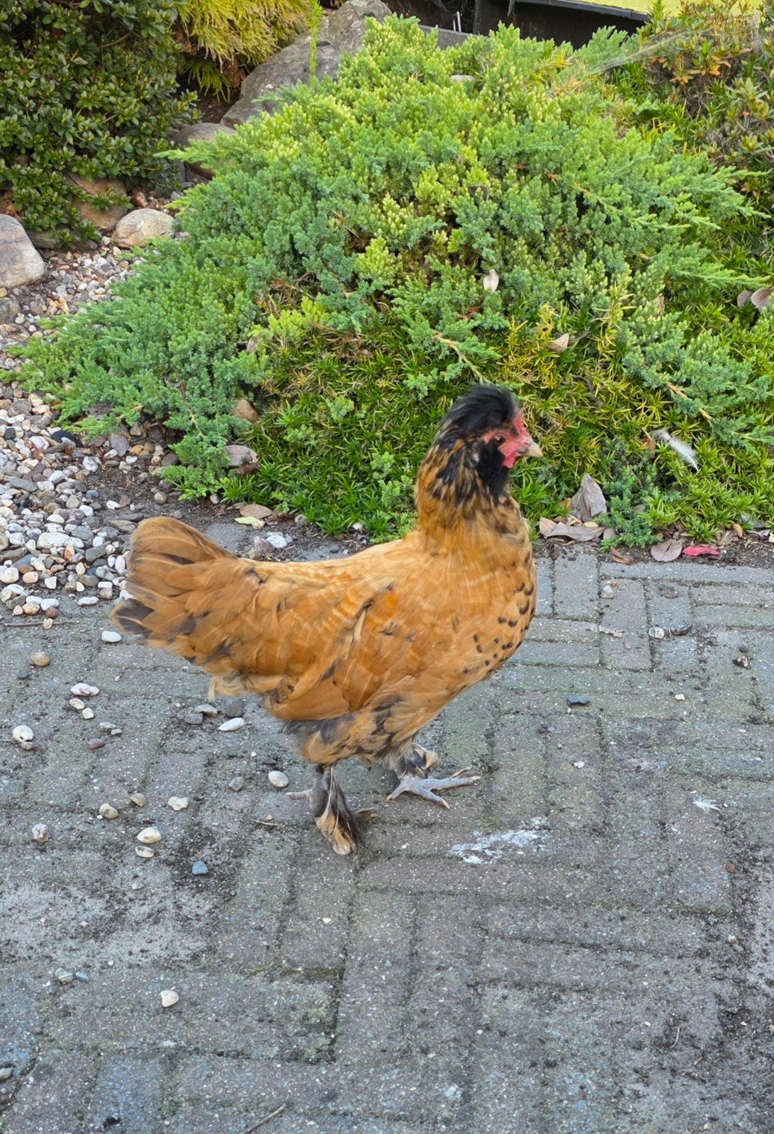 Jonge haan, kruizing Cochin met Kuifhoeder krielkip, Mannelijk, Kip