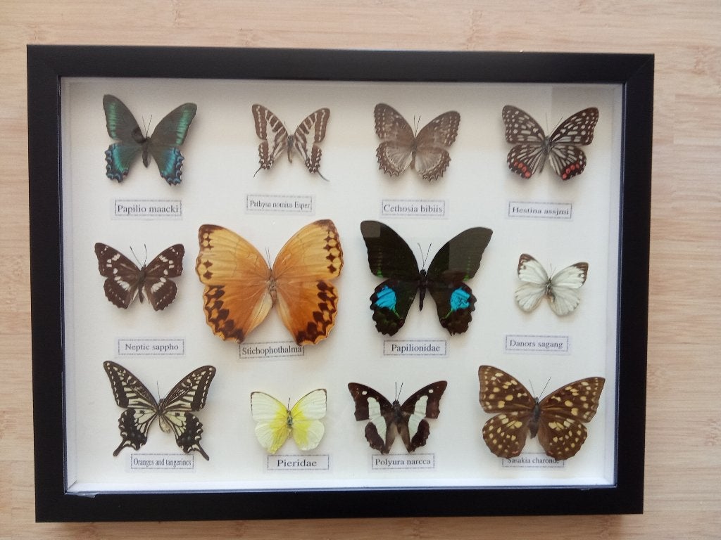 Vlinders 4 kasten, Verzamelen, Ophalen of Verzenden, Zo goed als nieuw, Insect, Opgezet dier