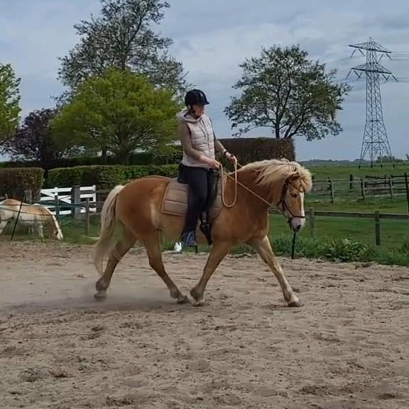 Natural Horsemanship lessen Grondwerk & Rijden, Paardrijles of Ponykampen