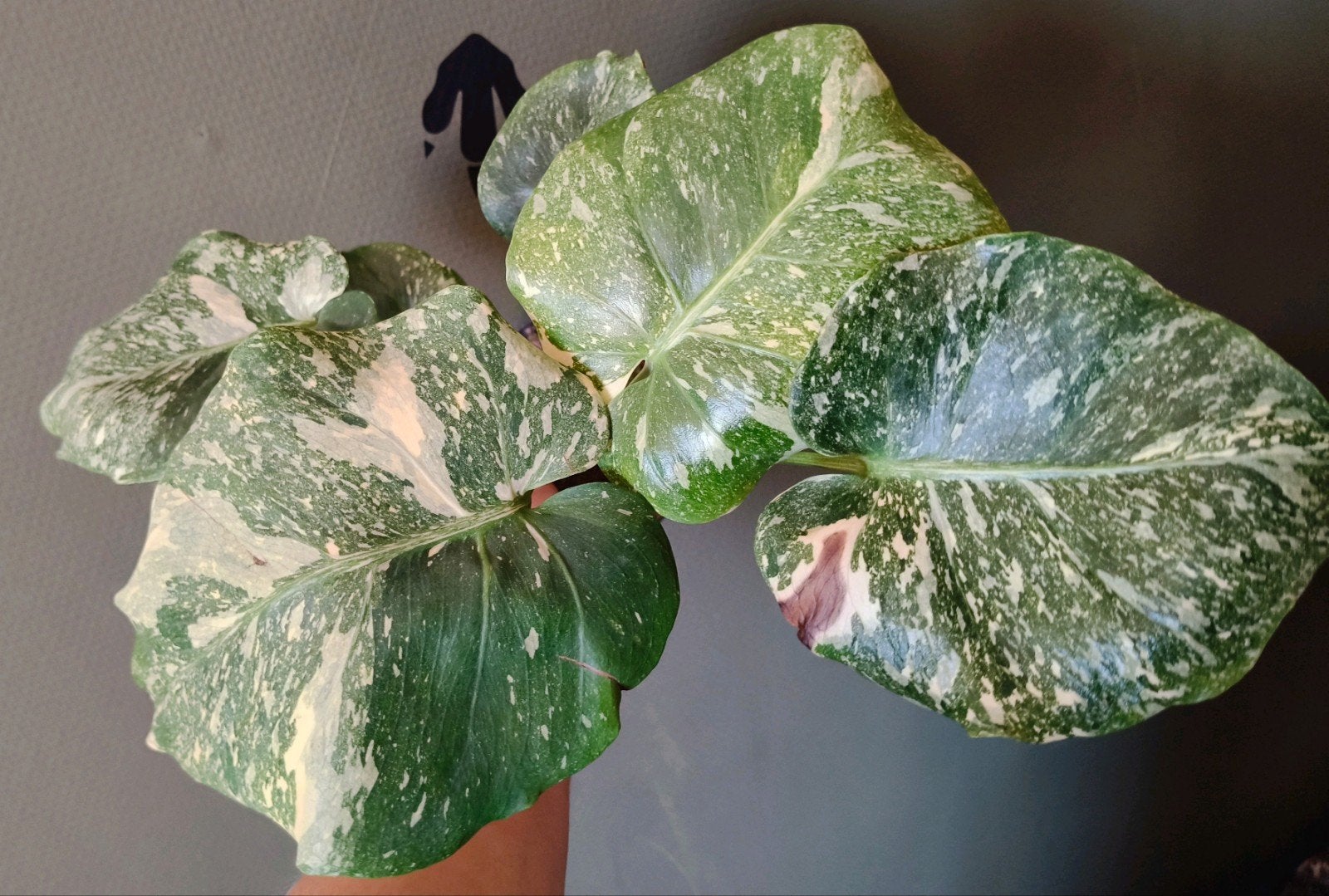 Monstera thai constellation mutation noid, Ophalen, Halfschaduw, Minder dan 100 cm