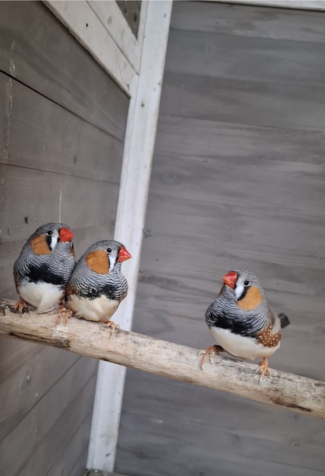 3 mannetjes zebravinken, Mannelijk, Tropenvogel