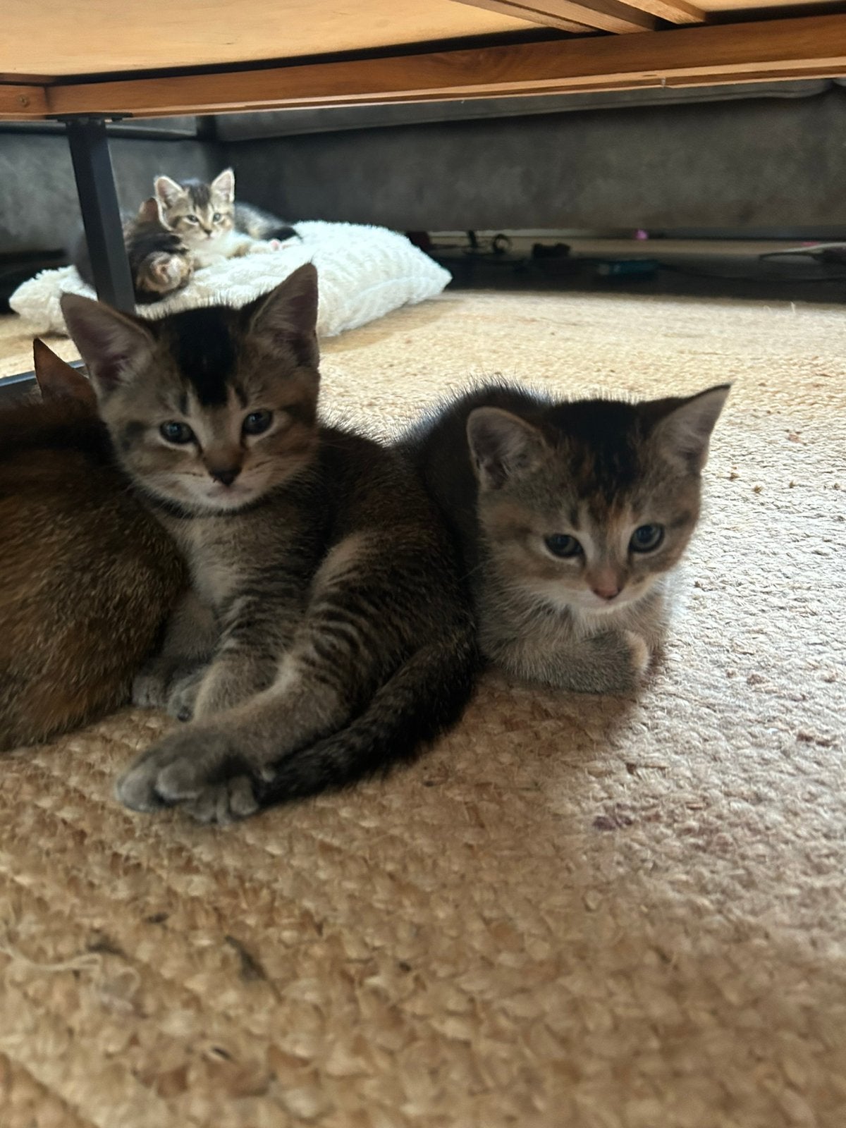 Britse korthaar 1/2, Dieren en Toebehoren, Katten en Kittens | Raskatten | Korthaar, Poes