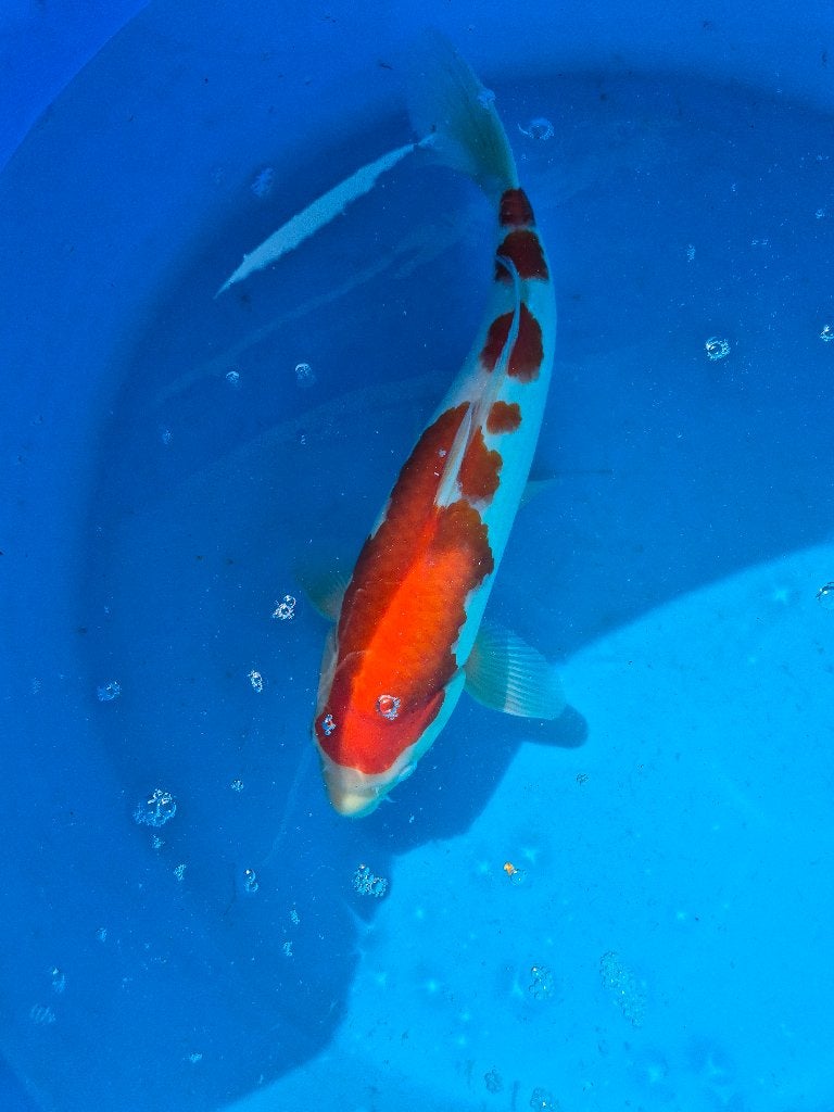 Mooie kohaku, Dieren en Toebehoren, Karper of Koi