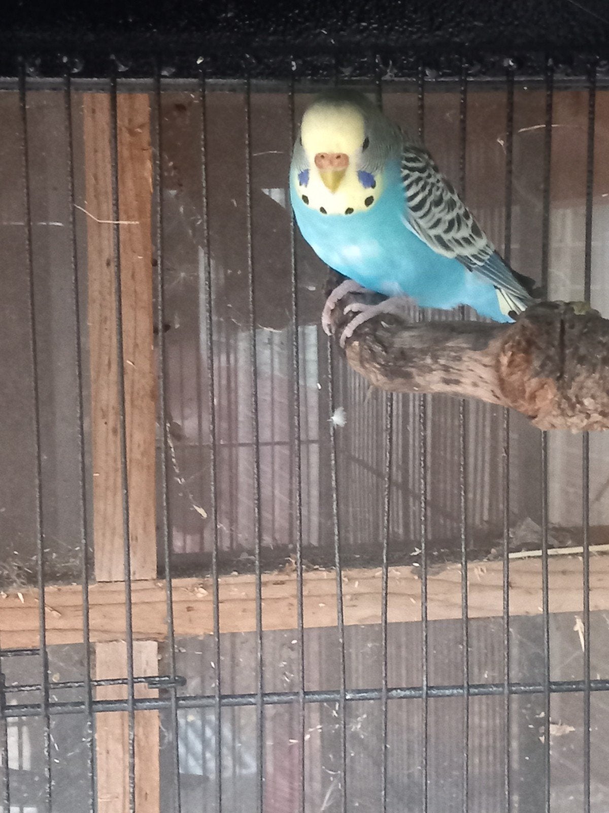 grasparkiet koppel broedrijp, Meerdere dieren, Parkiet