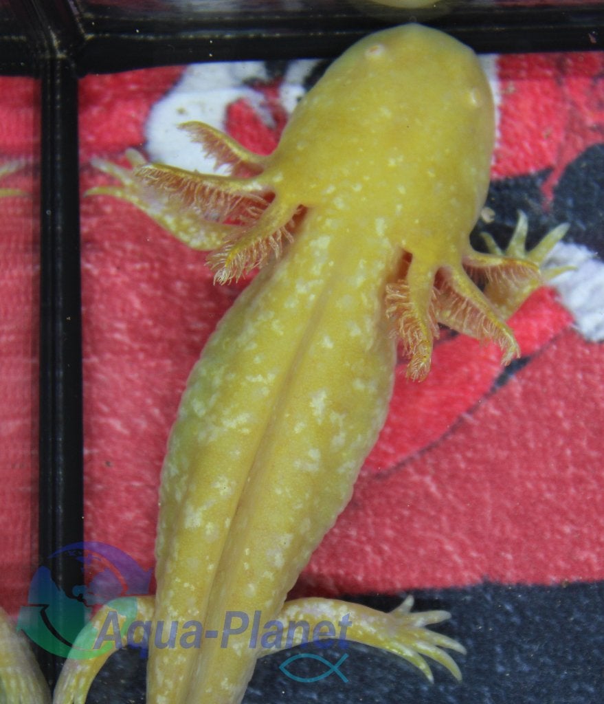 Axolotl - Sunburst "Grade S", Amfibie, Tam, 0 tot 2 jaar