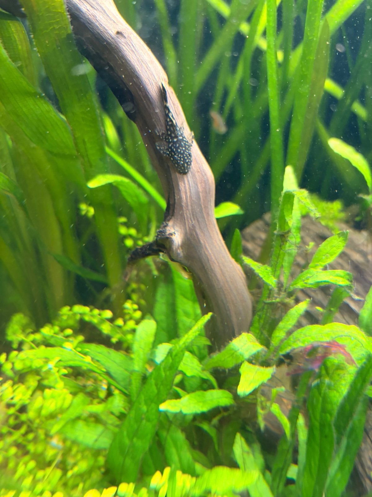 Pleco babys, Dieren en Toebehoren, Vis