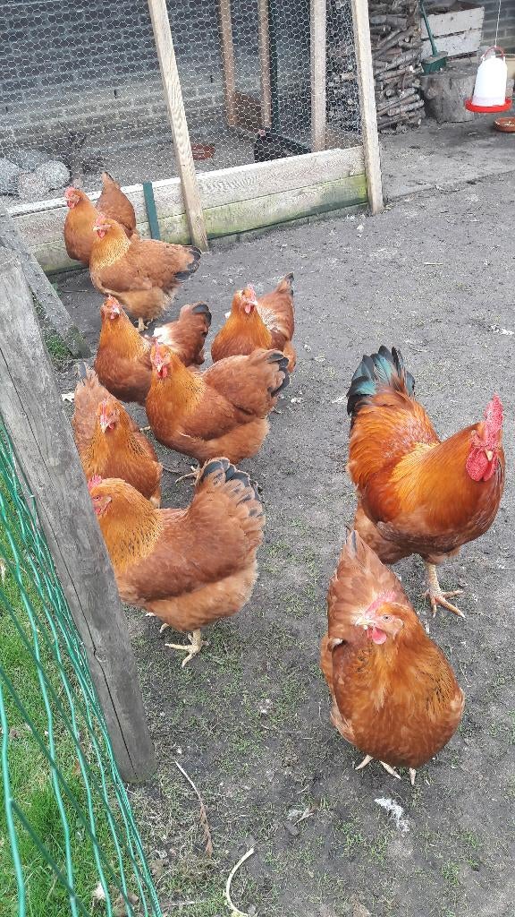 New Hampshire broedeieren (groot), Dieren en Toebehoren, Pluimvee, Geslacht onbekend, Kip