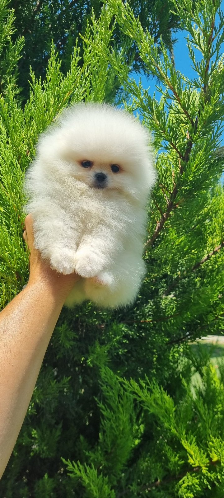 Pomeriaan pup, Particulier, Keeshond, 8 tot 15 weken, Buitenland