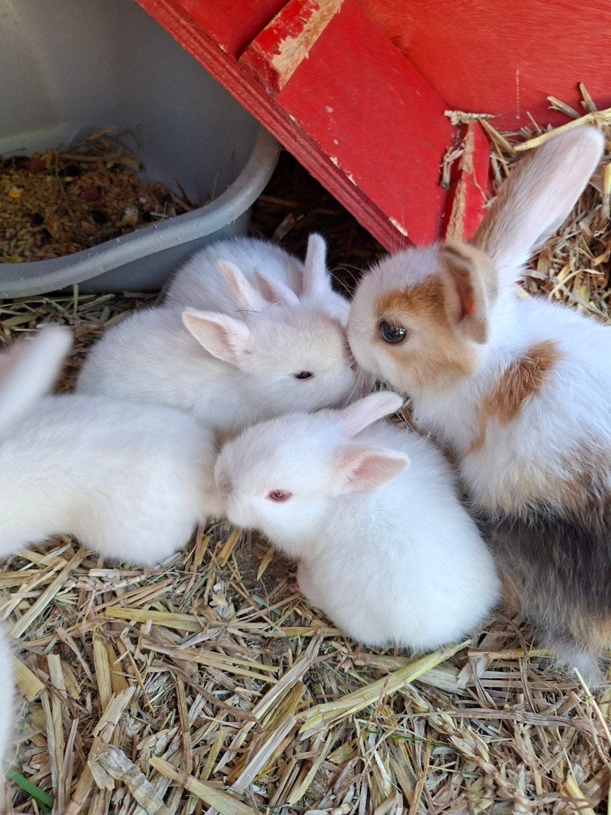 Baby Konijntjes | 4 stuks, witte vacht, Dieren en Toebehoren, Meerdere dieren, Klein, 0 tot 2 jaar