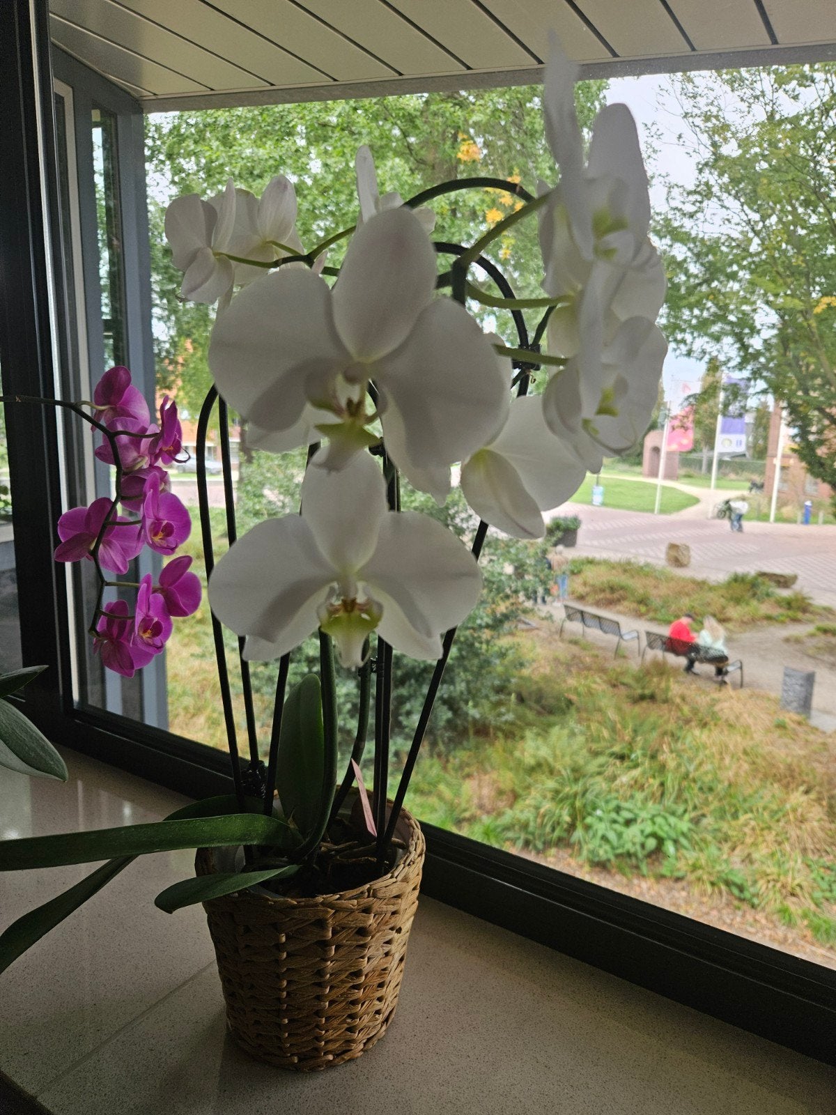 Prachtige orchideeën in pot - Wit en Paars, Ophalen, Binnen, Met pot of vaas, Kunstplant