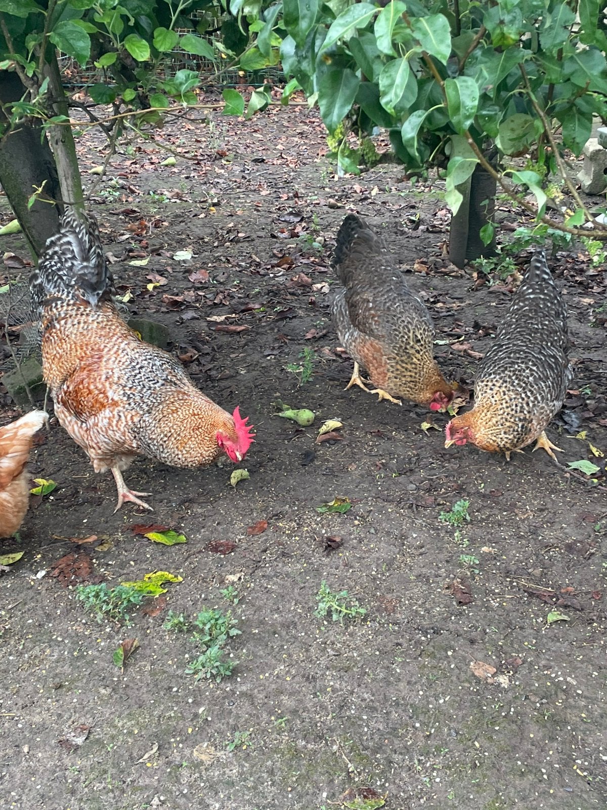 Trio Bielevelders en twee leghennen, Dieren en Toebehoren, Pluimvee, Meerdere dieren, Kip