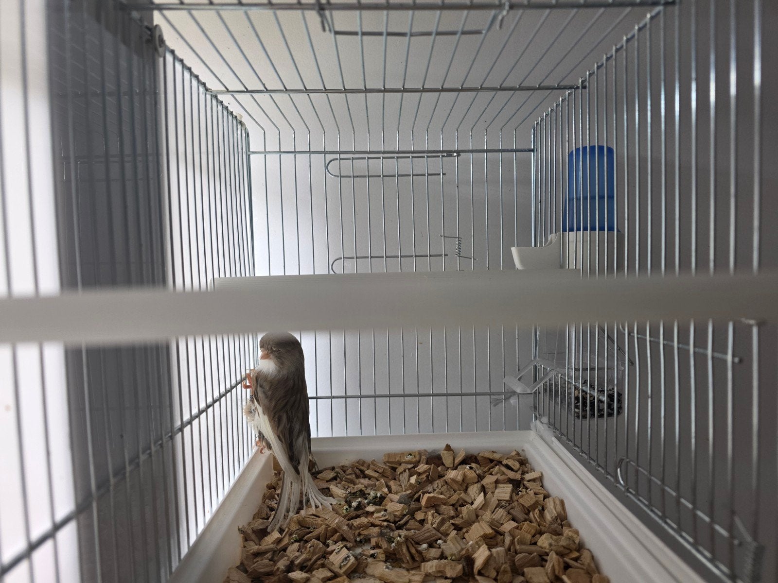 Gloster kanarie man, Mannelijk, Tropenvogel, Geringd