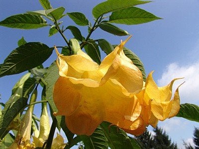 Brugmansia swingtime oranjegeele bloemen in een 12 liter pot, Volle zon, Vaste plant, Zomer, Ophalen