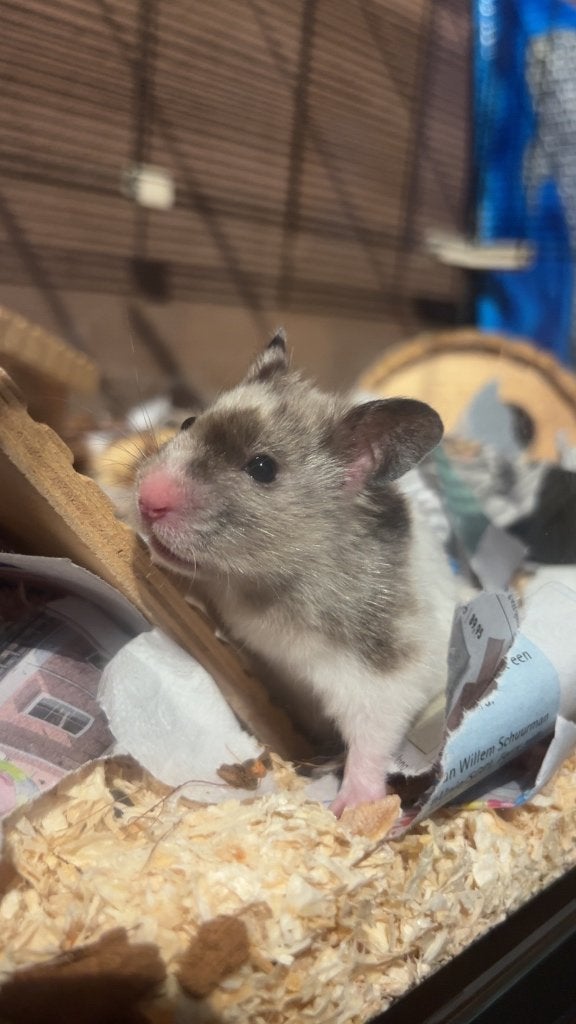 Goudhamster met verblijf, Dieren en Toebehoren, Knaagdieren, Vrouwelijk, Hamster, Januari, Tam
