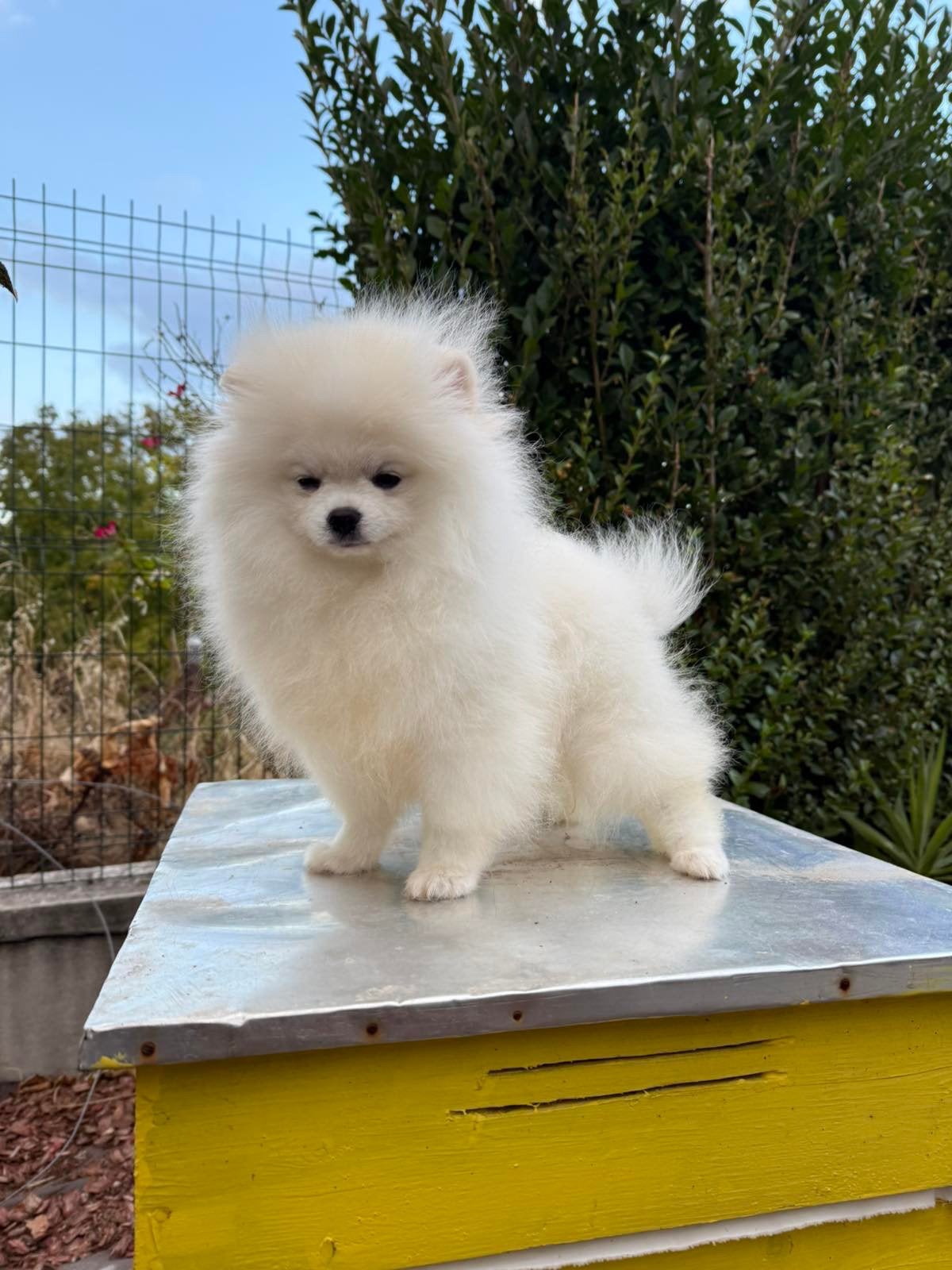 Pomeranian, Overige rassen, 8 tot 15 weken, Buitenland, Teef