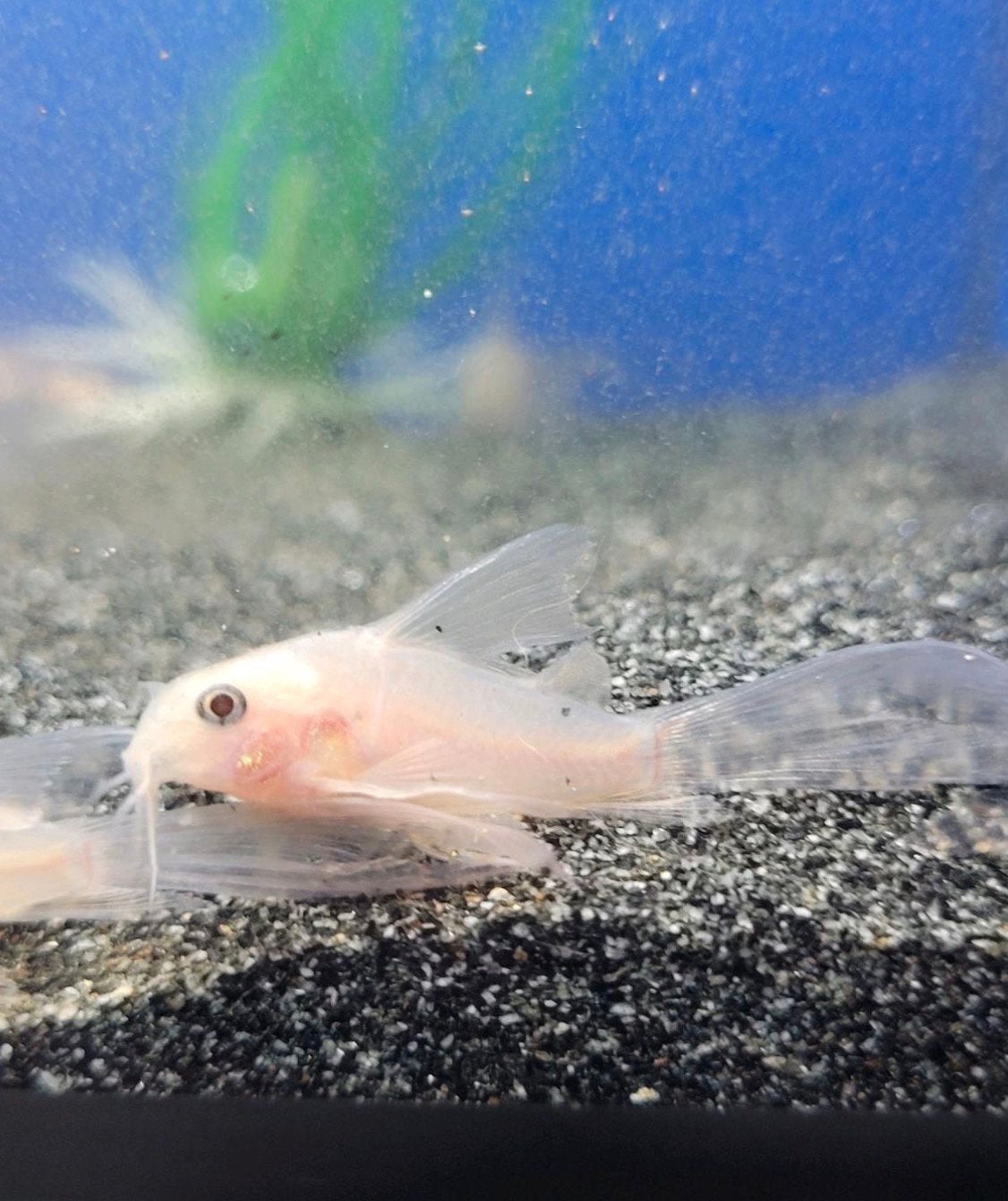 Corydoras Panda snow white longfin, Dieren en Toebehoren, Vis