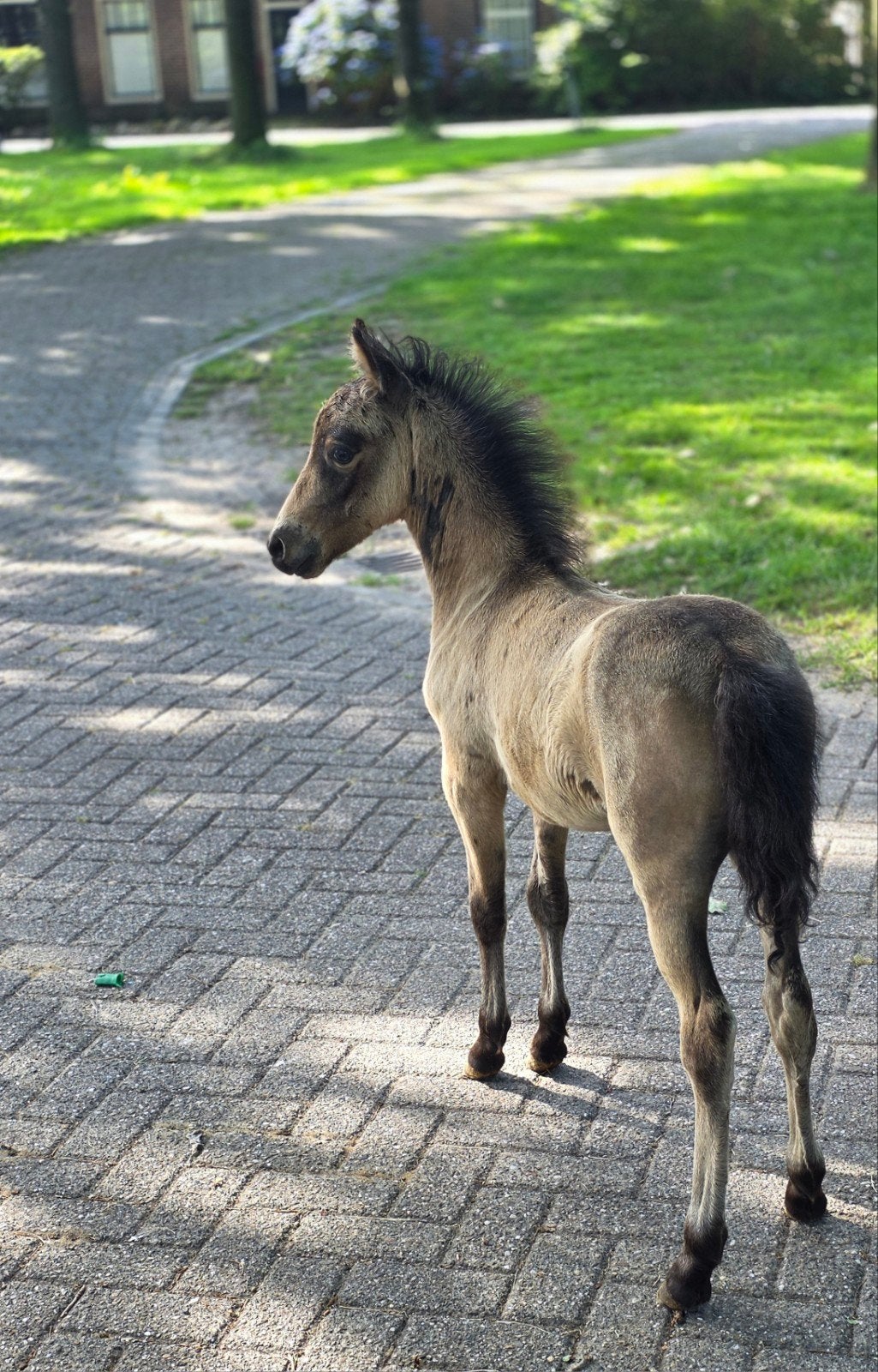Uniek span te koop aangeboden!!, Merrie, A pony (tot 1.17m), Gechipt, 3 tot 6 jaar