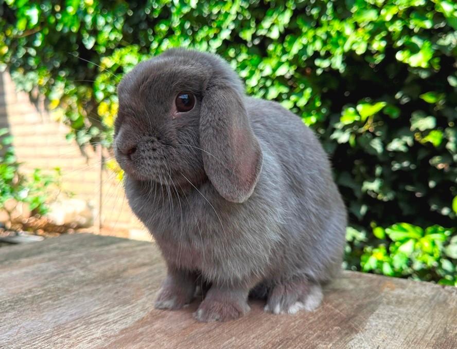 3 Geweldig mooie lieve MINILOP voedsters zoeken levensmaatje, Dieren en Toebehoren, Konijnen, Vrouwelijk, Klein, Hangoor, 0 tot 2 jaar
