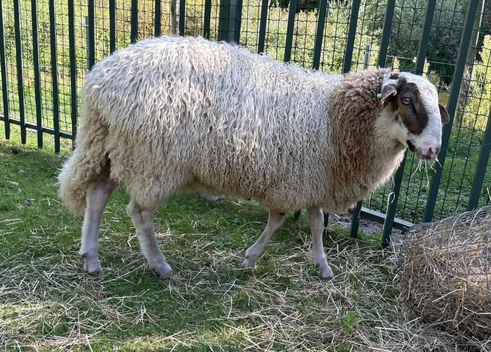 Schoonebeeker ram, Dieren en Toebehoren, Schapen, Geiten en Varkens, Mannelijk, Schaap, 0 tot 2 jaar