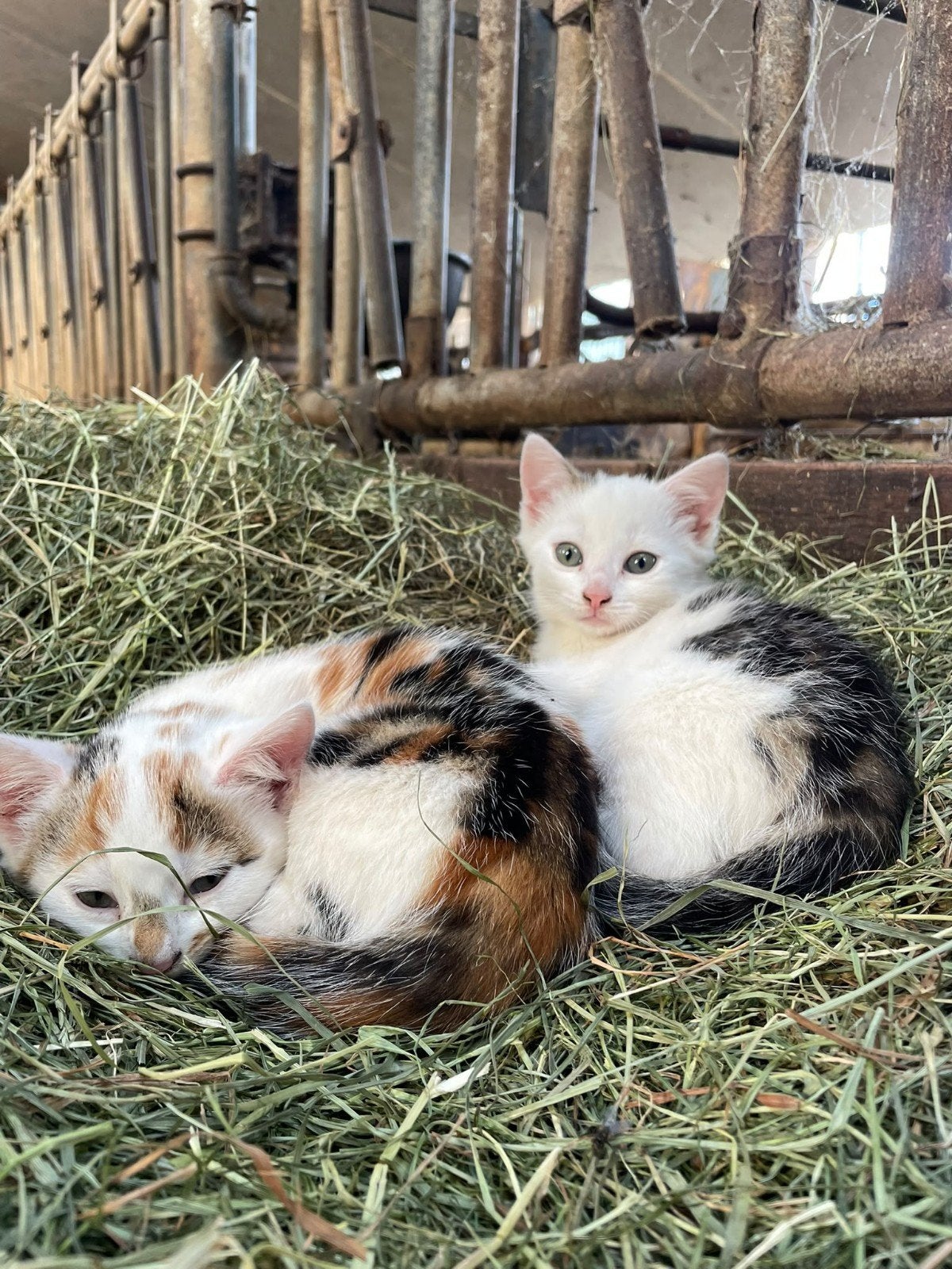 3 boerderij kittens te koop, Dieren en Toebehoren, Meerdere dieren
