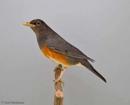 verschillende vogels, Meerdere dieren, Wildzangvogel, Geringd