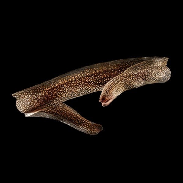 Zoetwater murene gymnothorax tile ~ 30cm, Dieren en Toebehoren, Vis