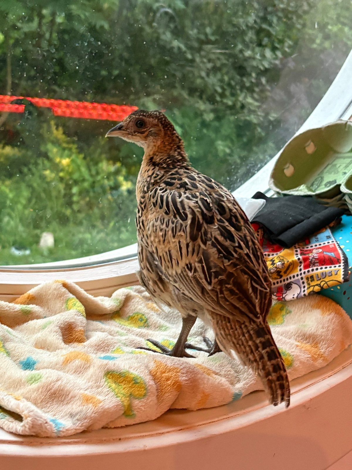 Twee bosfazant meisjes, Dieren en Toebehoren, Vrouwelijk, Tam