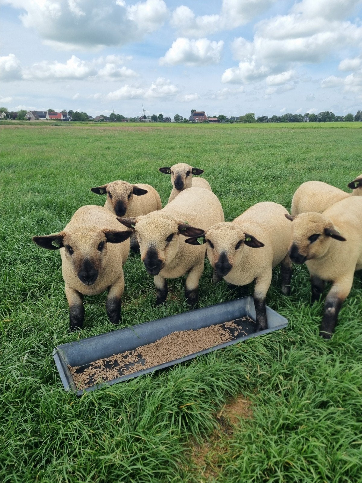Mooie Hampshire down ooilammeren, Vrouwelijk, Schaap