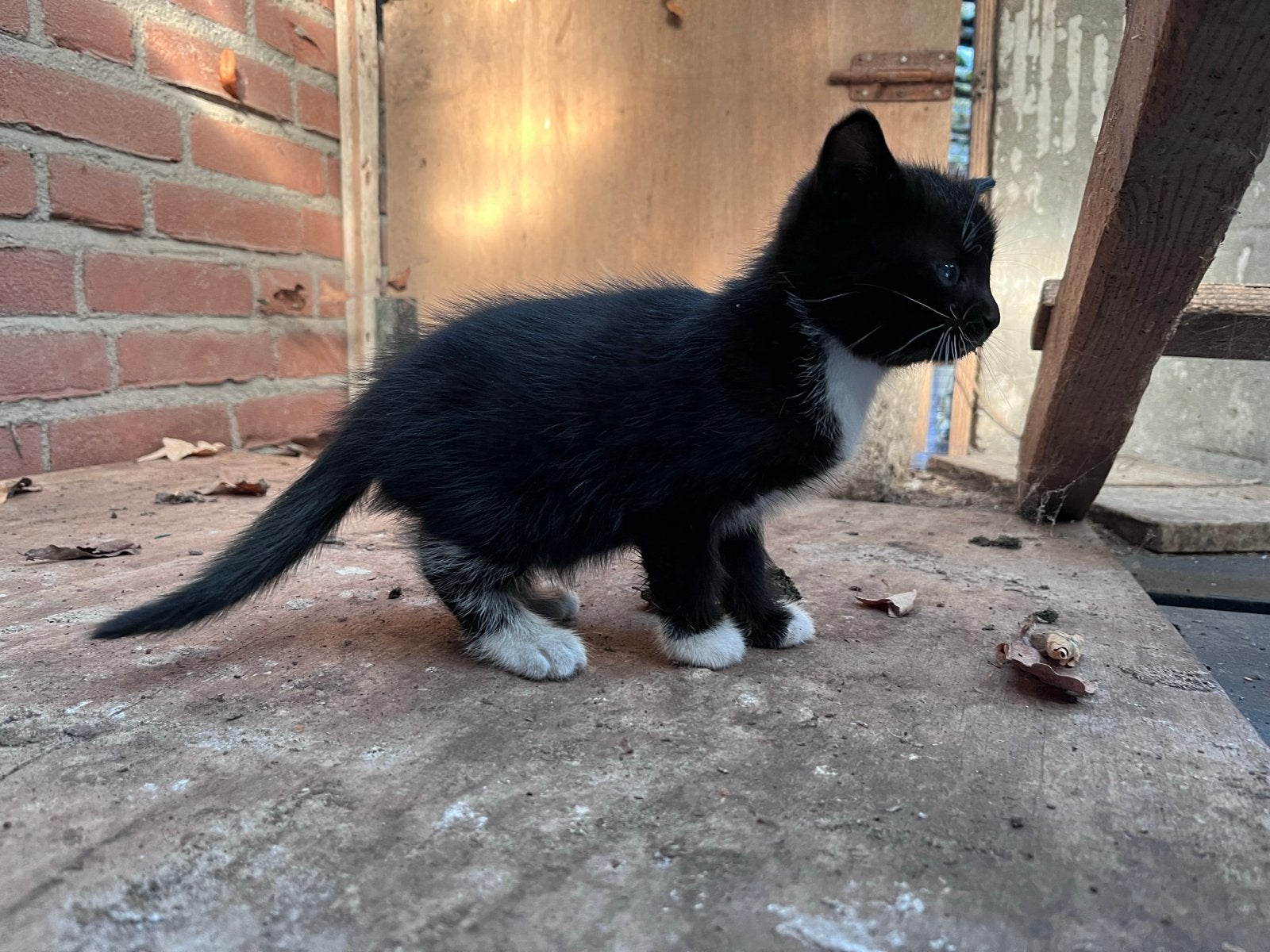 Lieve kitten (kater) zoekt een fijn en liefdevol thuis 🐱, Dieren en Toebehoren, Meerdere dieren, Kortharig, 0 tot 2 jaar