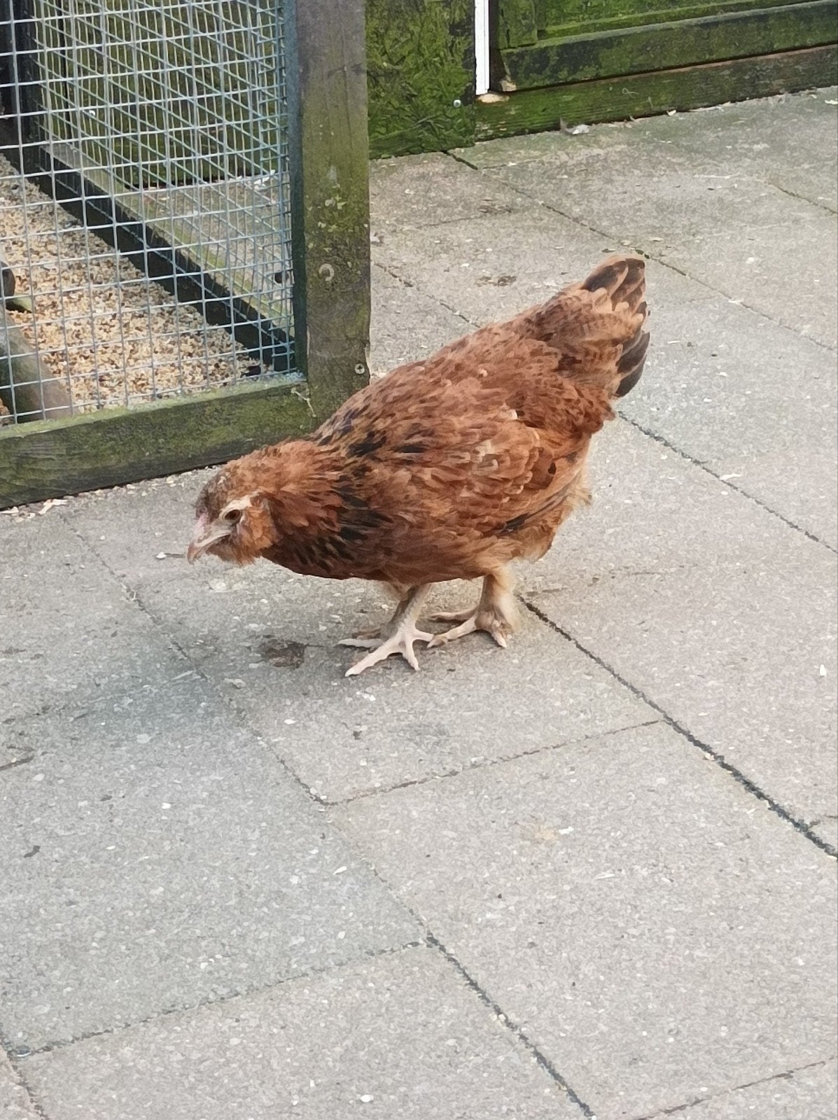 Jonge baard kriel hennen, Dieren en Toebehoren, Pluimvee, Vrouwelijk, Kip