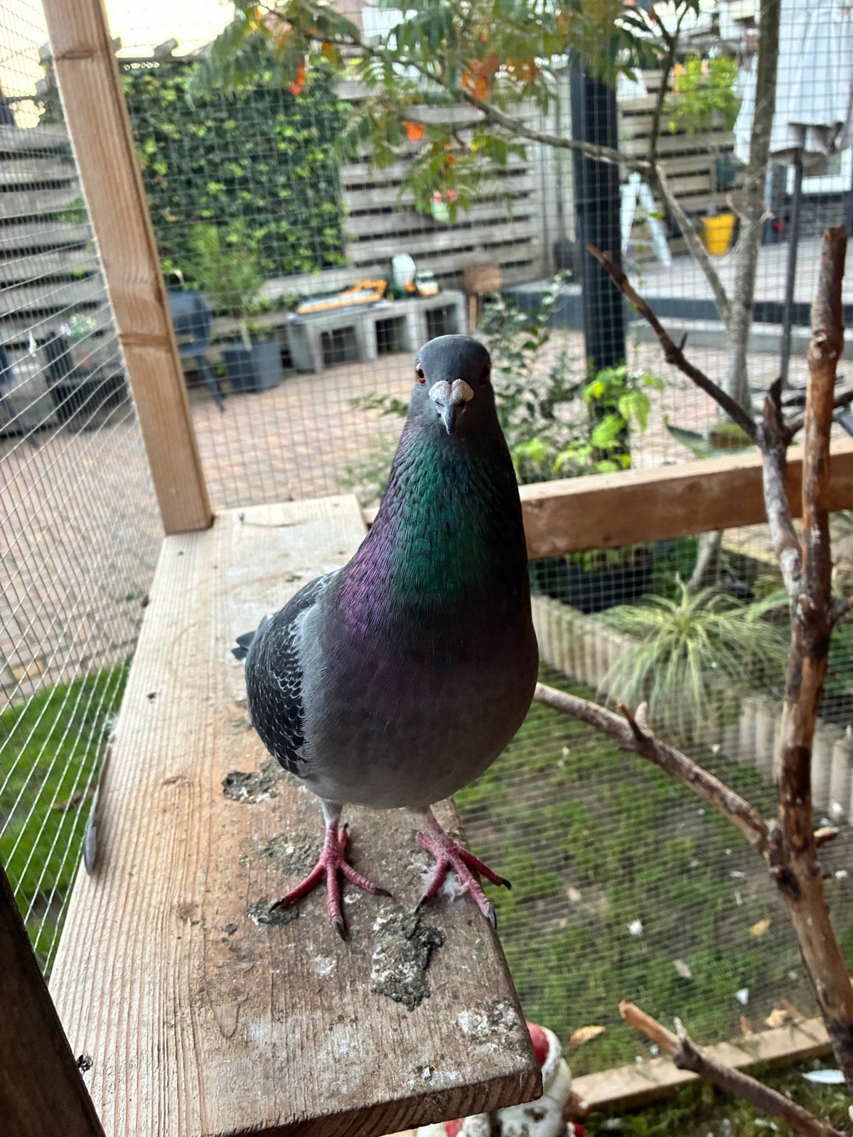 2 postduiven