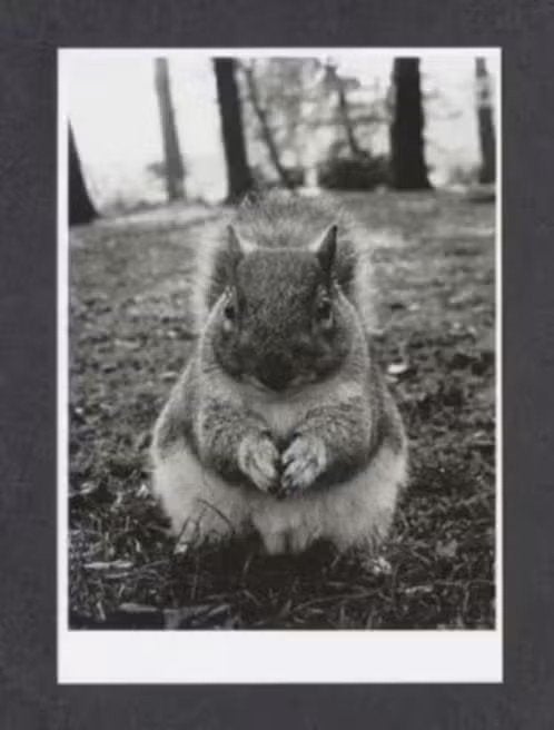 Eekhoorn Zwart Wit., Verzamelen, Ansichtkaarten | Dieren, Ophalen of Verzenden, 1980 tot heden, Ongelopen, Knaagdier